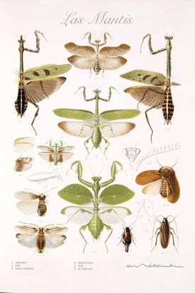 Las mantis